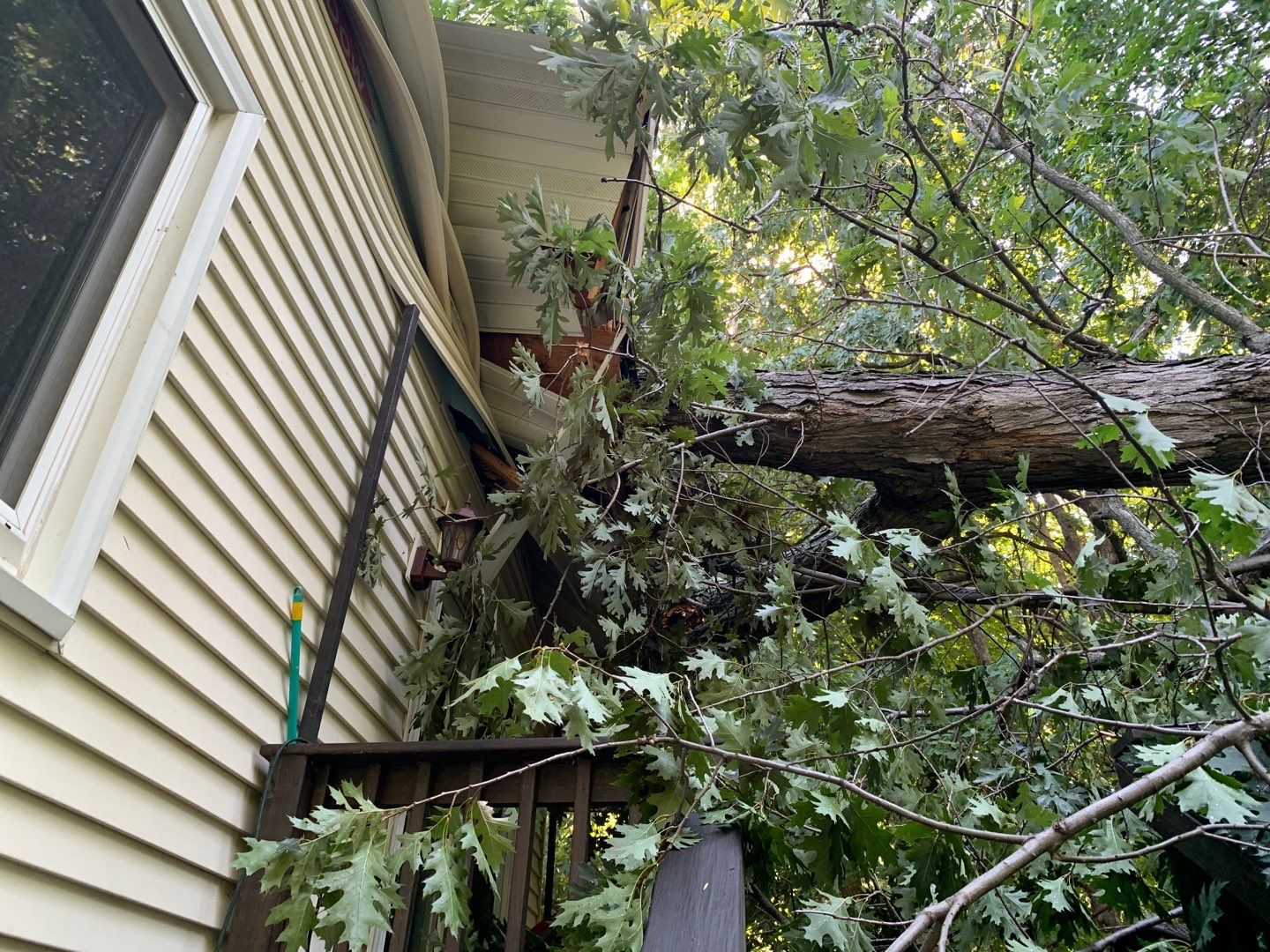 trees down on home